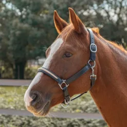 Licol en cuir Mylord Canter