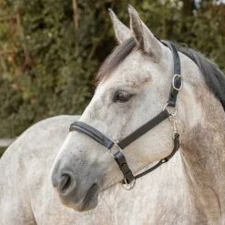 Licol en cuir Mylord Canter