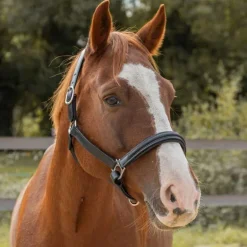 Licol en cuir Mylord Canter