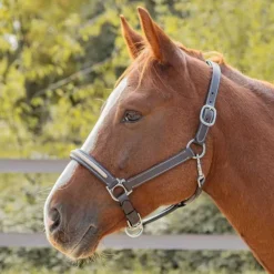 Licol en cuir Mylord Canter