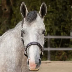 Licol en cuir Mylord Canter