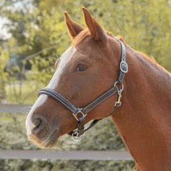 Licol en cuir Mylord Canter