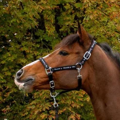 Licol en nylon spécial Cheval-Shop