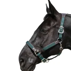 Licol nylon et cuir Flags&Cup