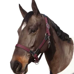 Licol nylon et cuir Flags&Cup