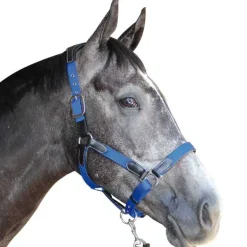 Licol nylon et cuir Flags&Cup