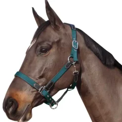 Licol nylon et cuir Flags&Cup