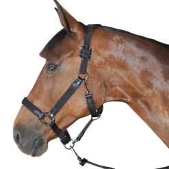 Licol nylon et cuir Flags&Cup