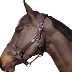 Licol nylon et cuir Flags&Cup