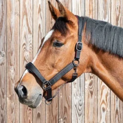 Licol nylon et mesh Stationata