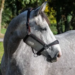 Licol nylon et mesh Stationata