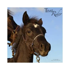 Licol poulain en cuir Stationata