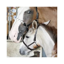 Licol poulain paddé Stationata