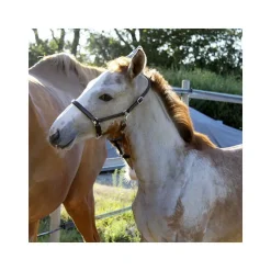 Licol poulain paddé Stationata