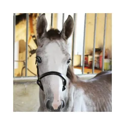 Licol poulain paddé Stationata