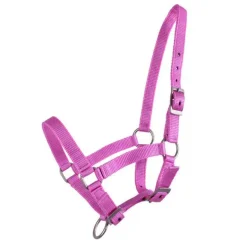 Licol poulain Q-Essentials