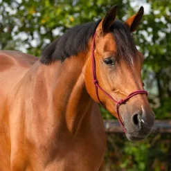 Licol éthologique basic QHP