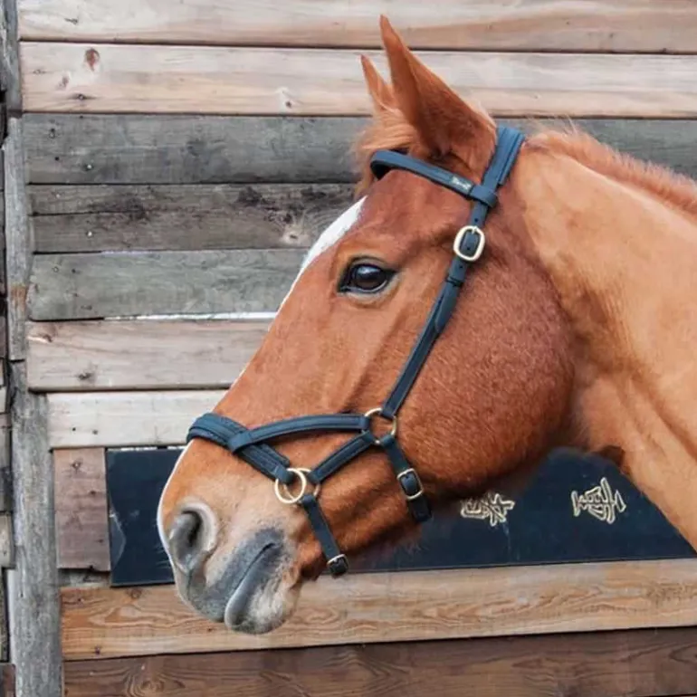 Sidepull Biotack T de T