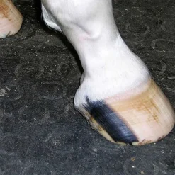 Tapis de box Belmondo Basic