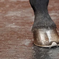 Tapis de box Belmondo Classic