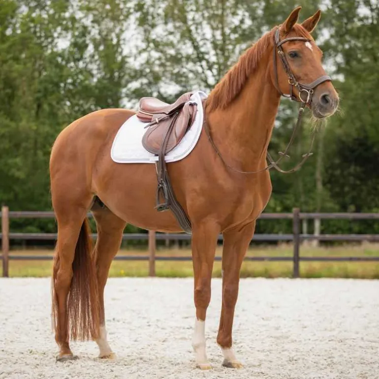 Tapis de selle Sparkle QHP